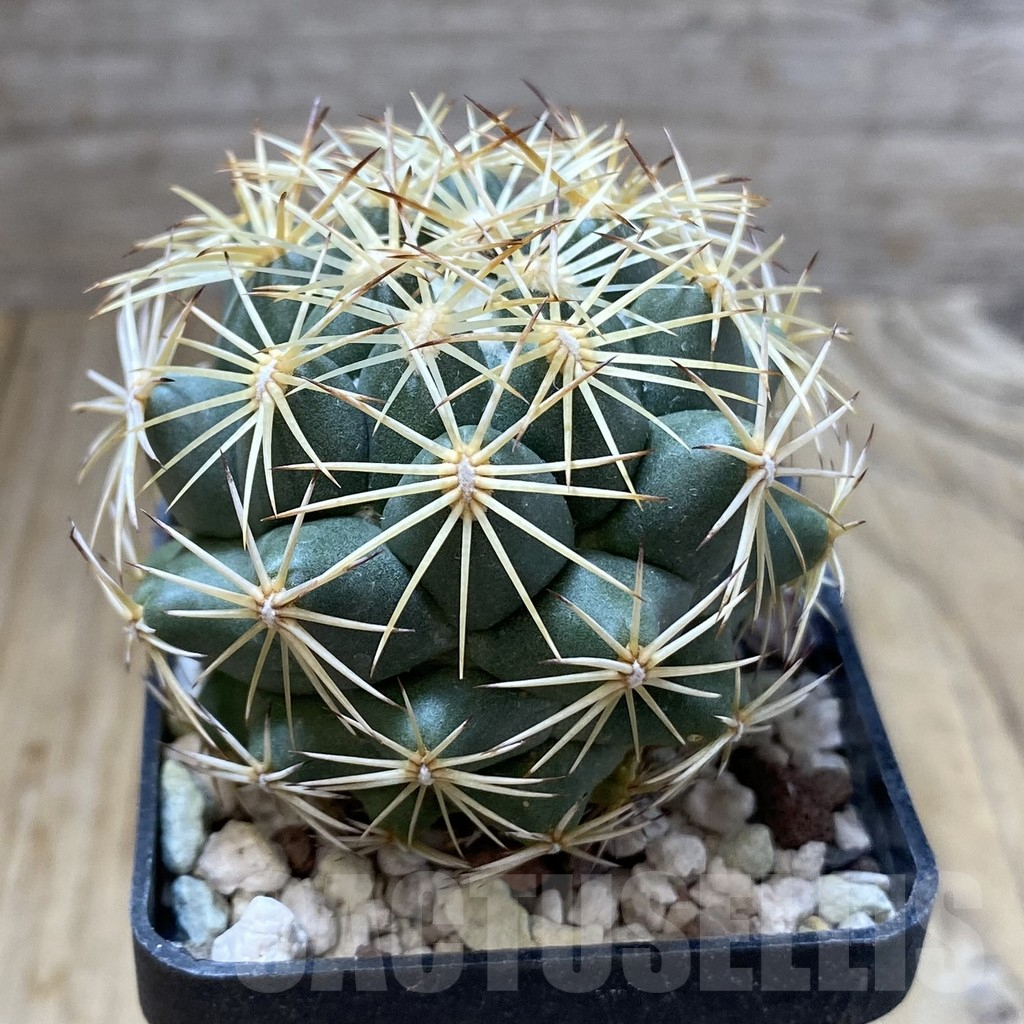 SHPR38153 Coryphantha radians - immagine 2