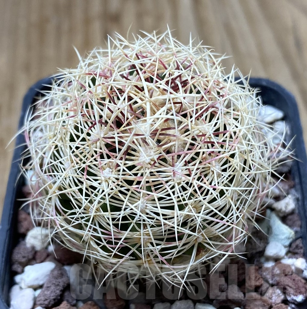 SHPR38156 Thelocactus bicolor v. flavidispinus