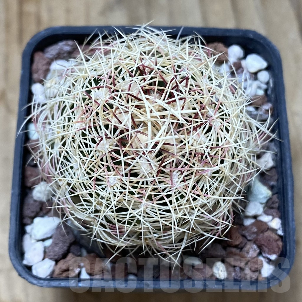 SHPR38156 Thelocactus bicolor v. flavidispinus - Image 2