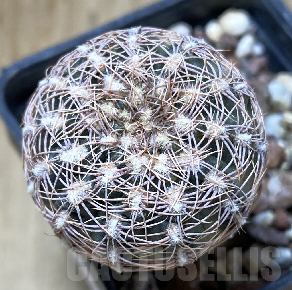 SHPR38157 Gymnocalycium bruchii schimmadae GN531