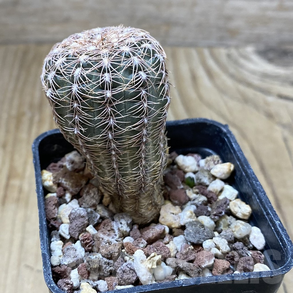 SHPR38157 Gymnocalycium bruchii schimmadae GN531 - immagine 2