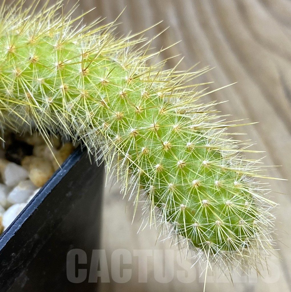 SHPR38144 Hildewintera colademononis seedling