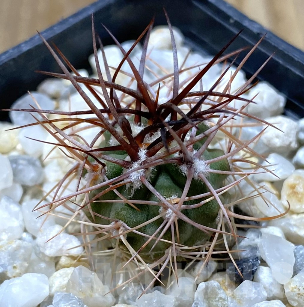 SHPR38159 Denmoza rhodacantha