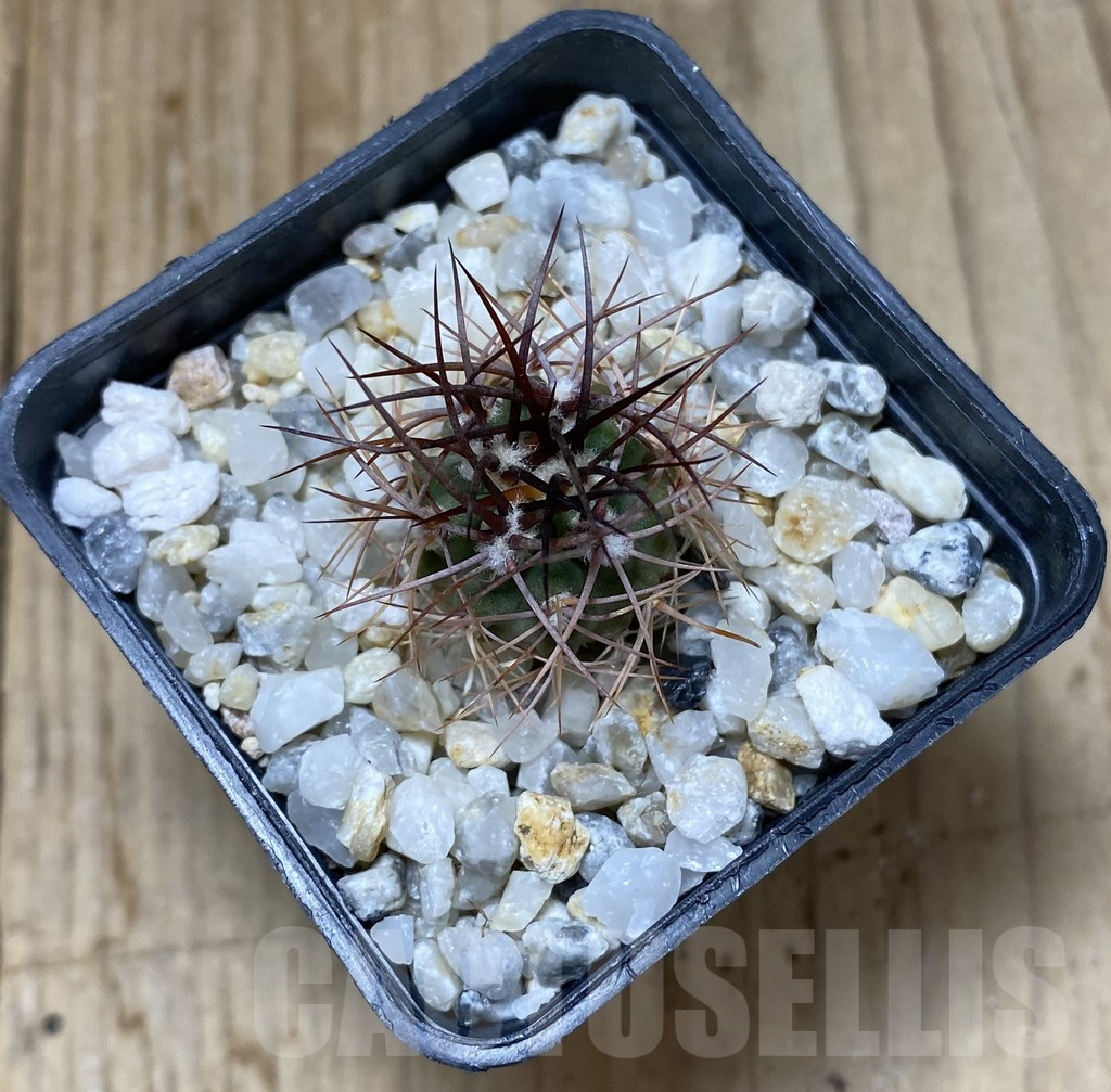 SHPR38159 Denmoza rhodacantha – Image 2