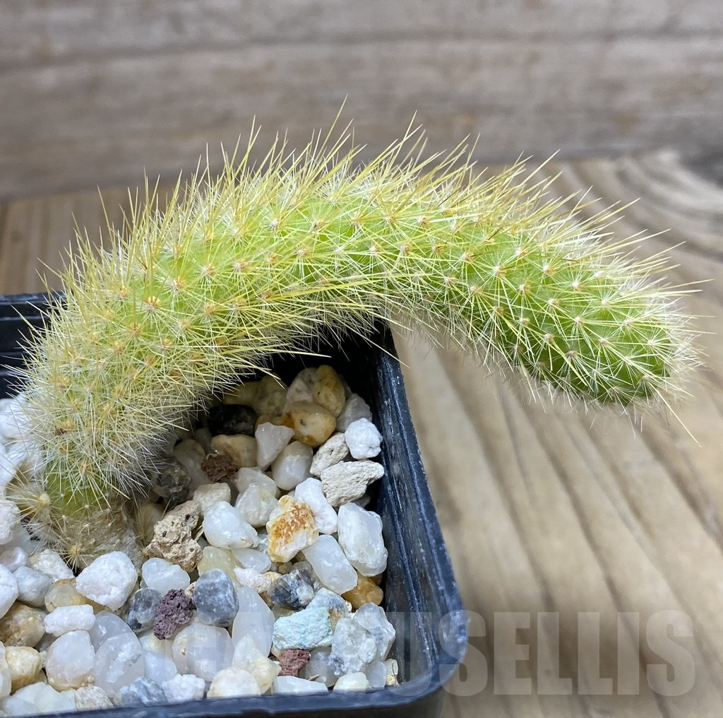 SHPR38144 Hildewintera colademononis seedling - Image 2