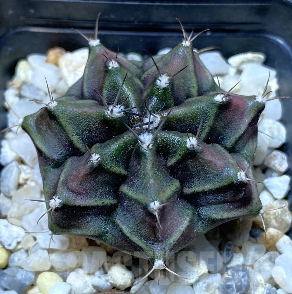 SHPR38164 Gymnocalycium mihanovichii hybrid seedling