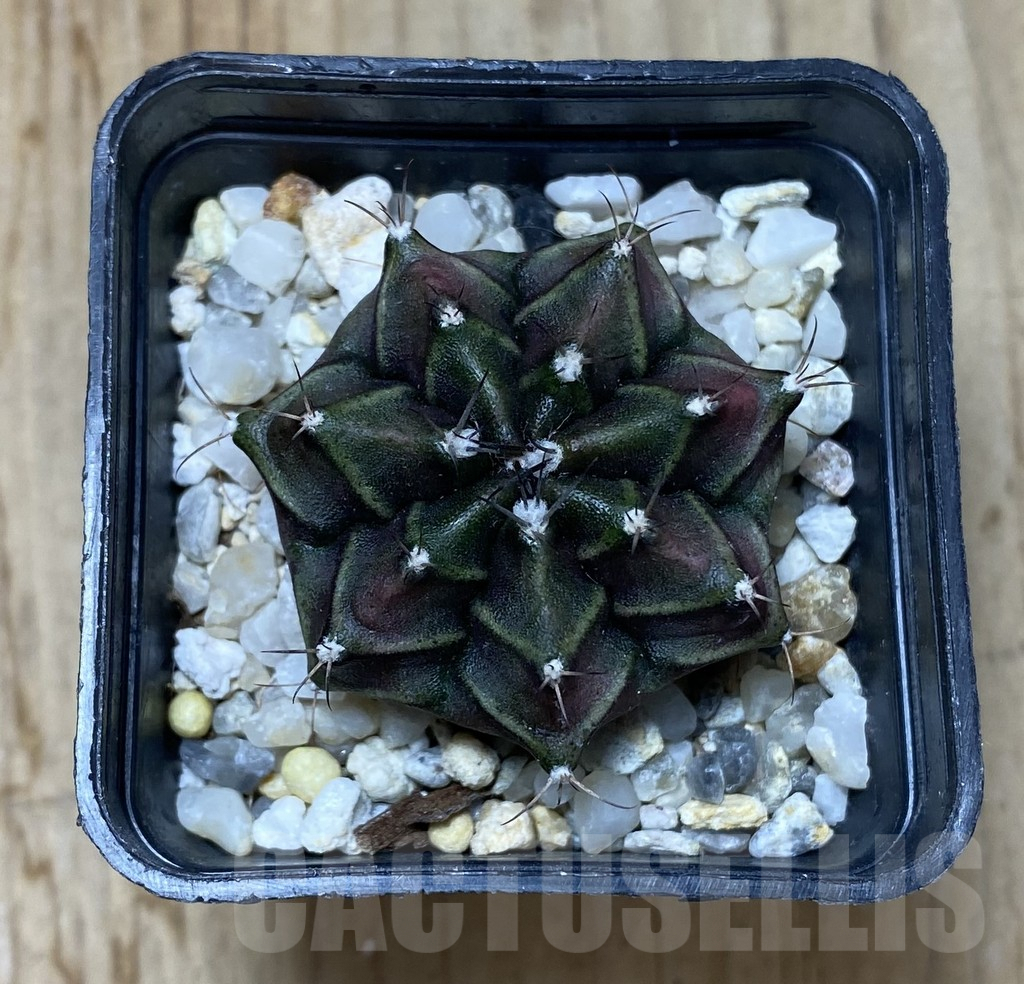 SHPR38164 Gymnocalycium mihanovichii hybrid seedling – Image 2