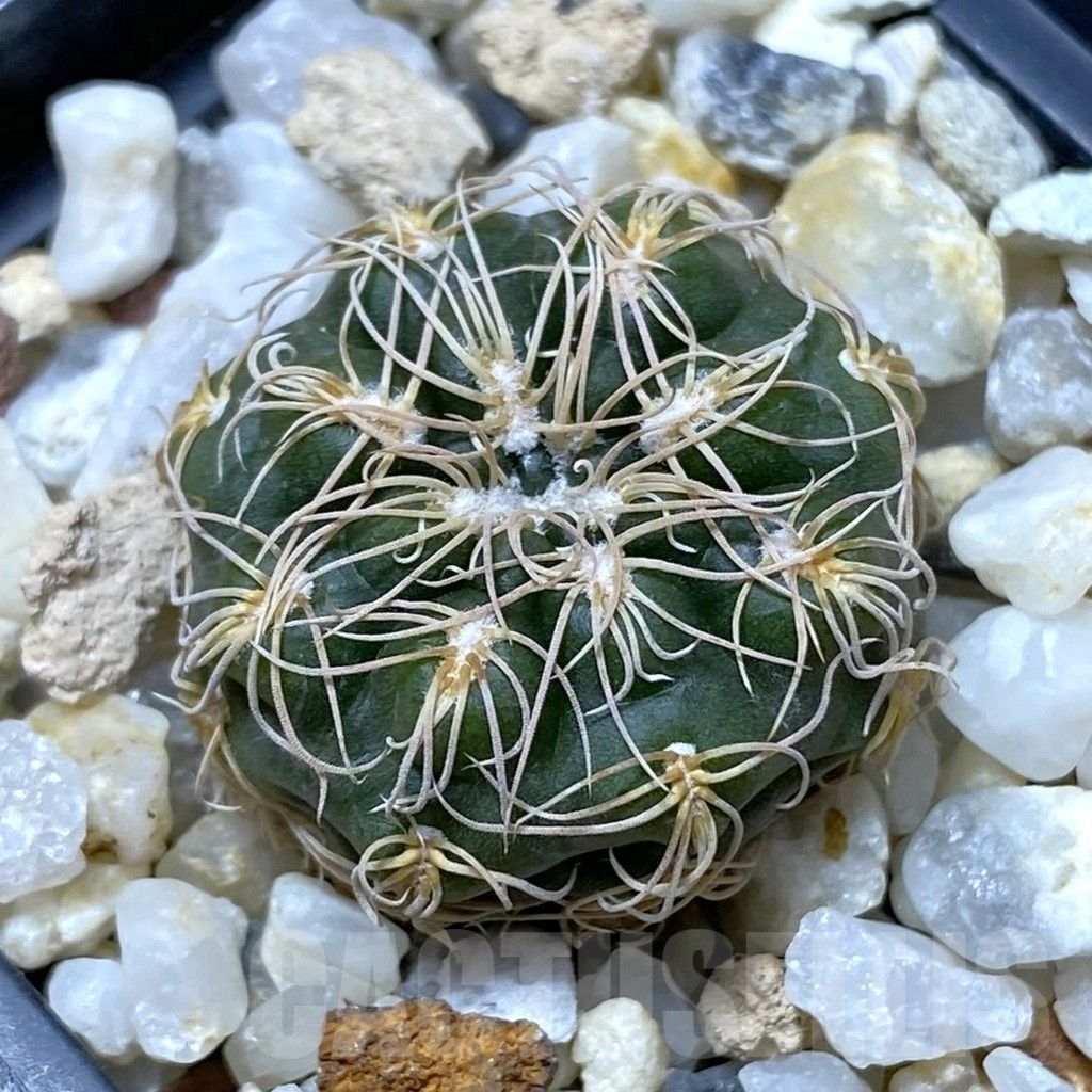 SHPR38165 Gymnocalycium bruchii