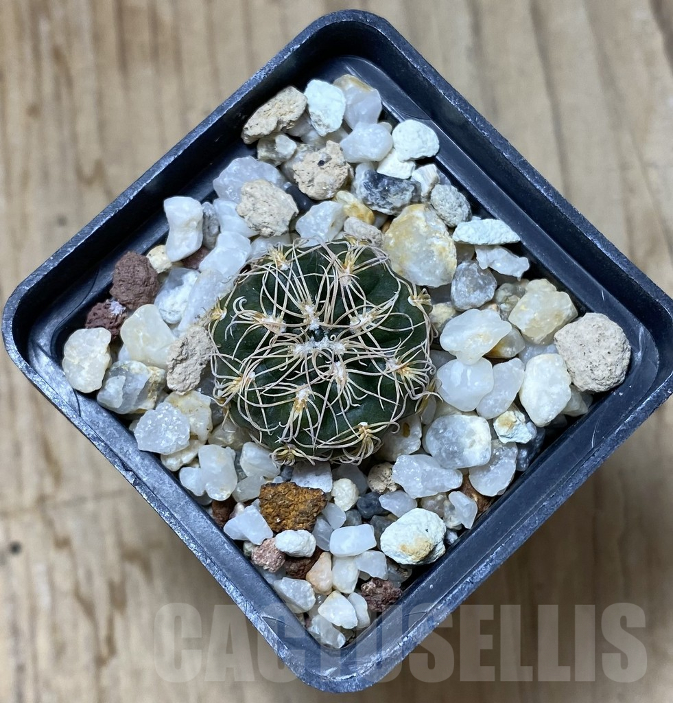 SHPR38165 Gymnocalycium bruchii – Image 2