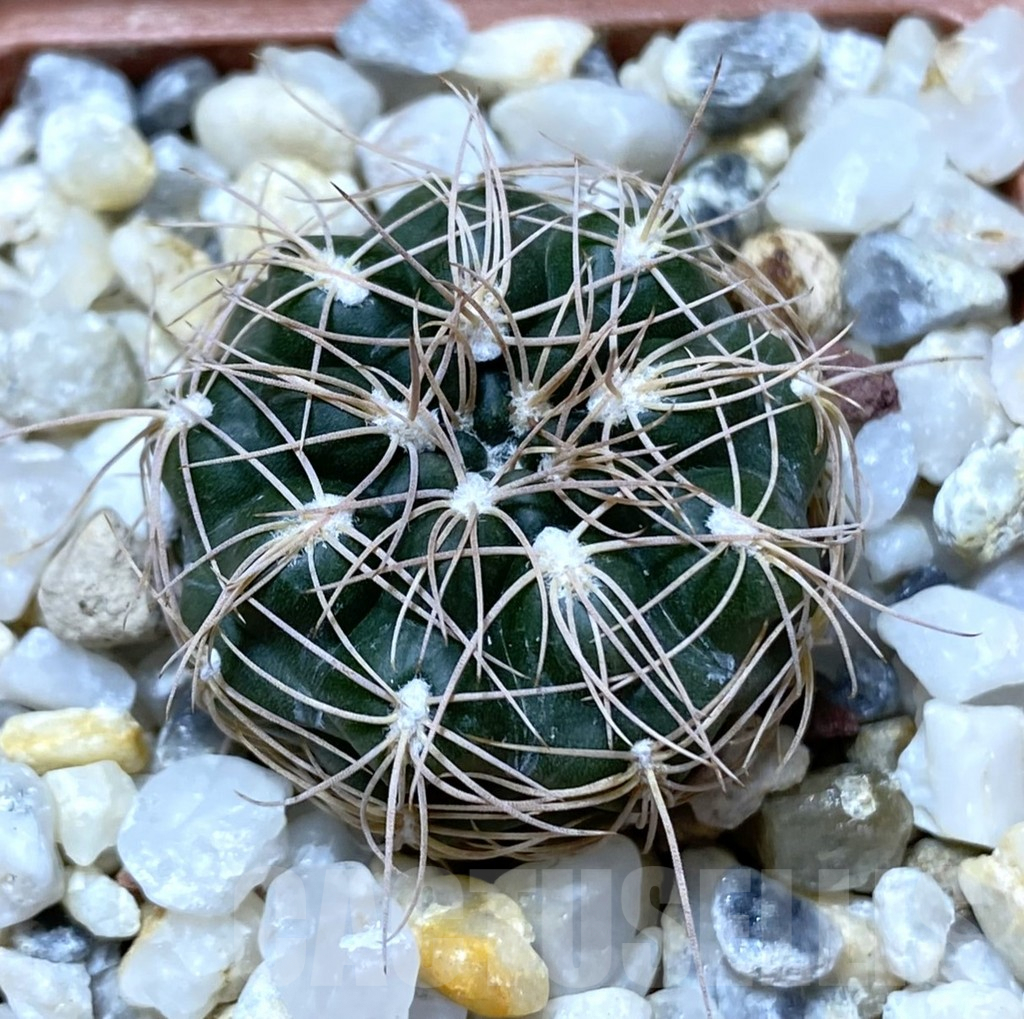 SHPR38166 Gymnocalycium bruchii L 132/1