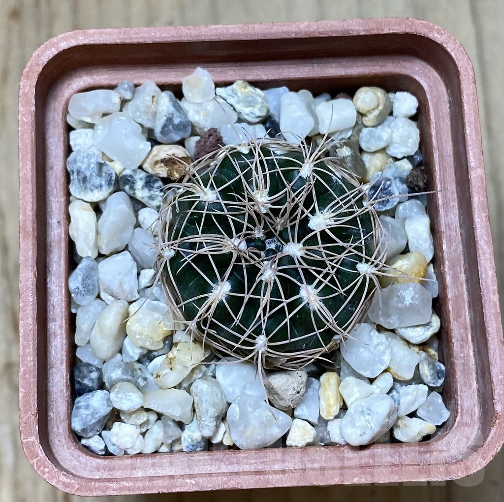 SHPR38166 Gymnocalycium bruchii L 132/1 – Image 2