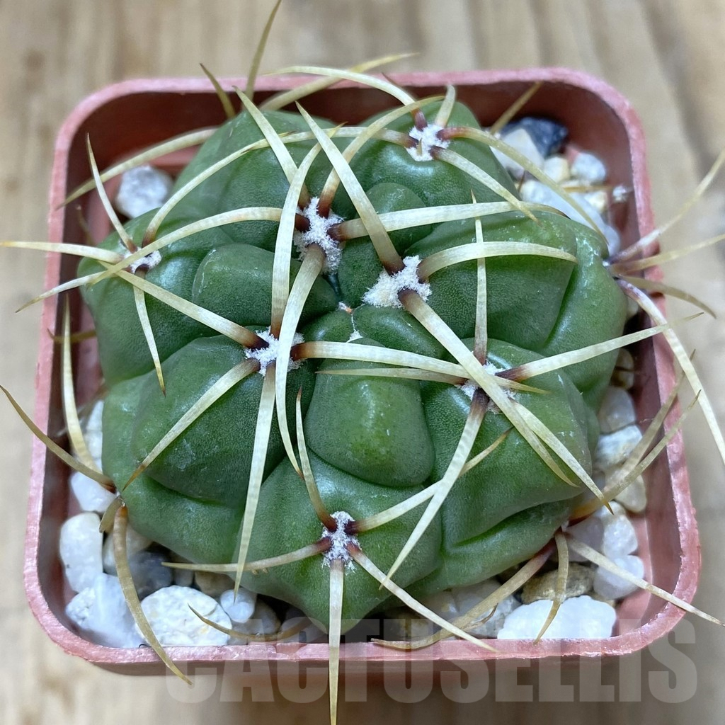 SHPR38168 Gymnocalycium monvillei