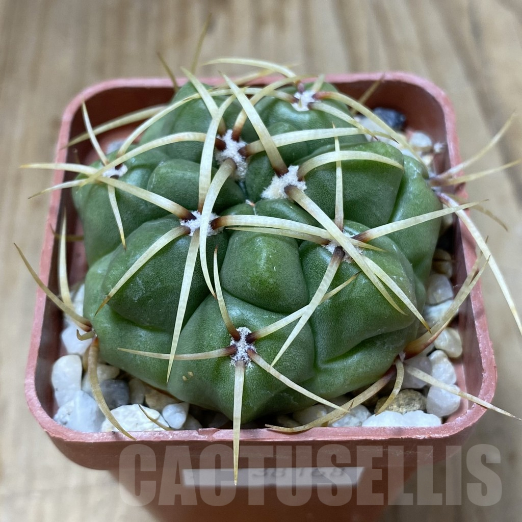 SHPR38168 Gymnocalycium monvillei – Image 2
