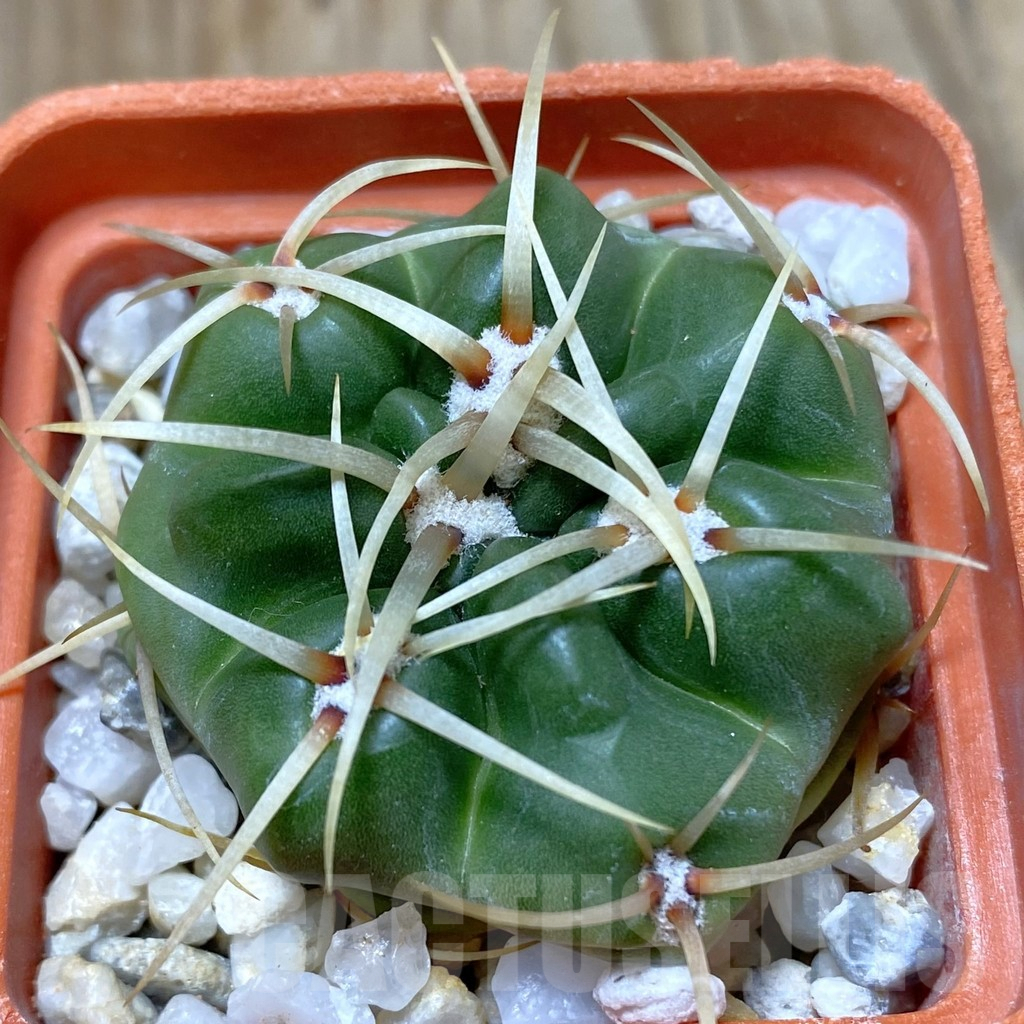 SHPR38169 Gymnocalycium monvillei