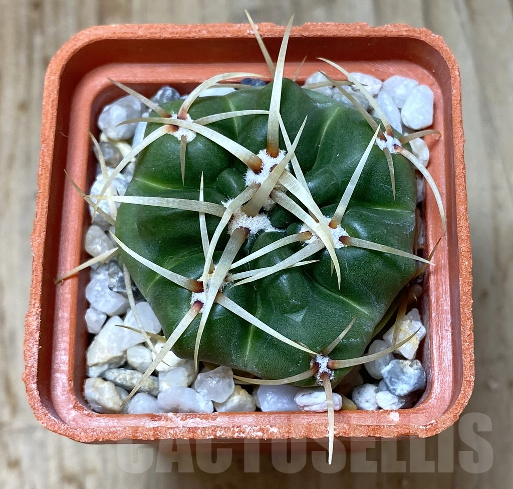 SHPR38169 Gymnocalycium monvillei – Image 2