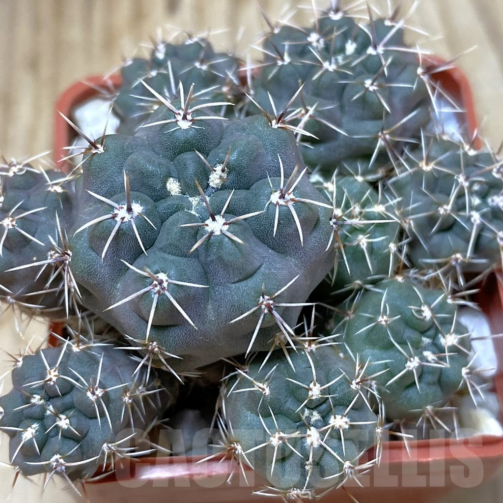 SHPR38170 Gymnocalycium gibbosum v. nobile