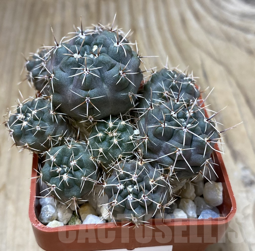 SHPR38170 Gymnocalycium gibbosum v. nobile – Image 2