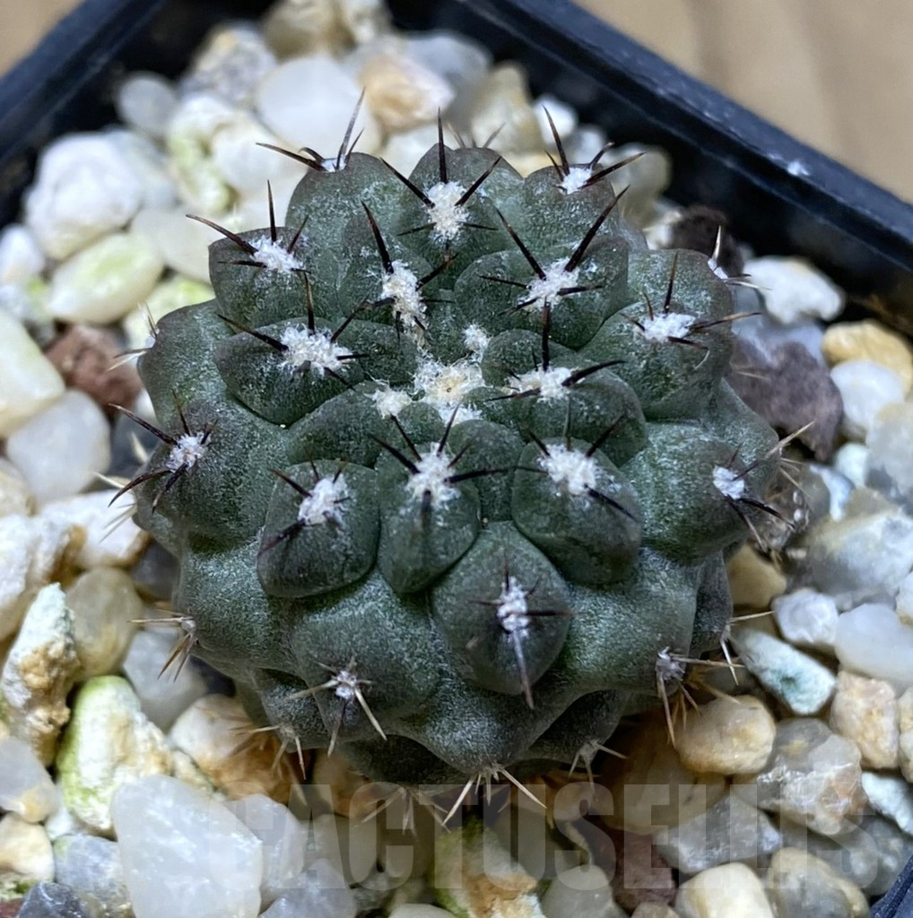 SHPR38295 Neochilenia jussieui