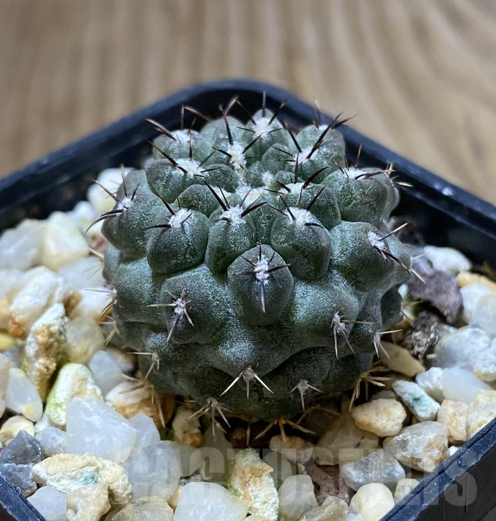 SHPR38295 Neochilenia jussieui - Image 2