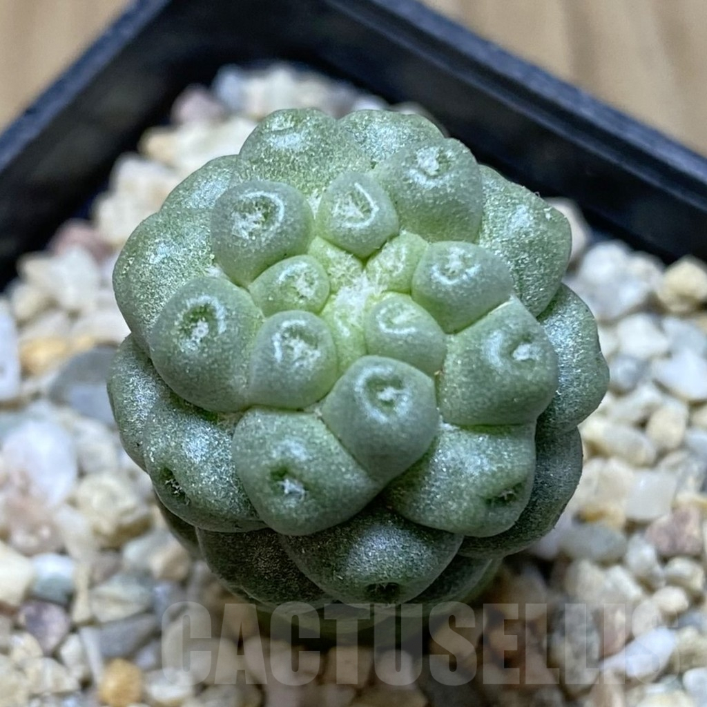 SHPR38297 Mammillaria schumannii ‘inermis’