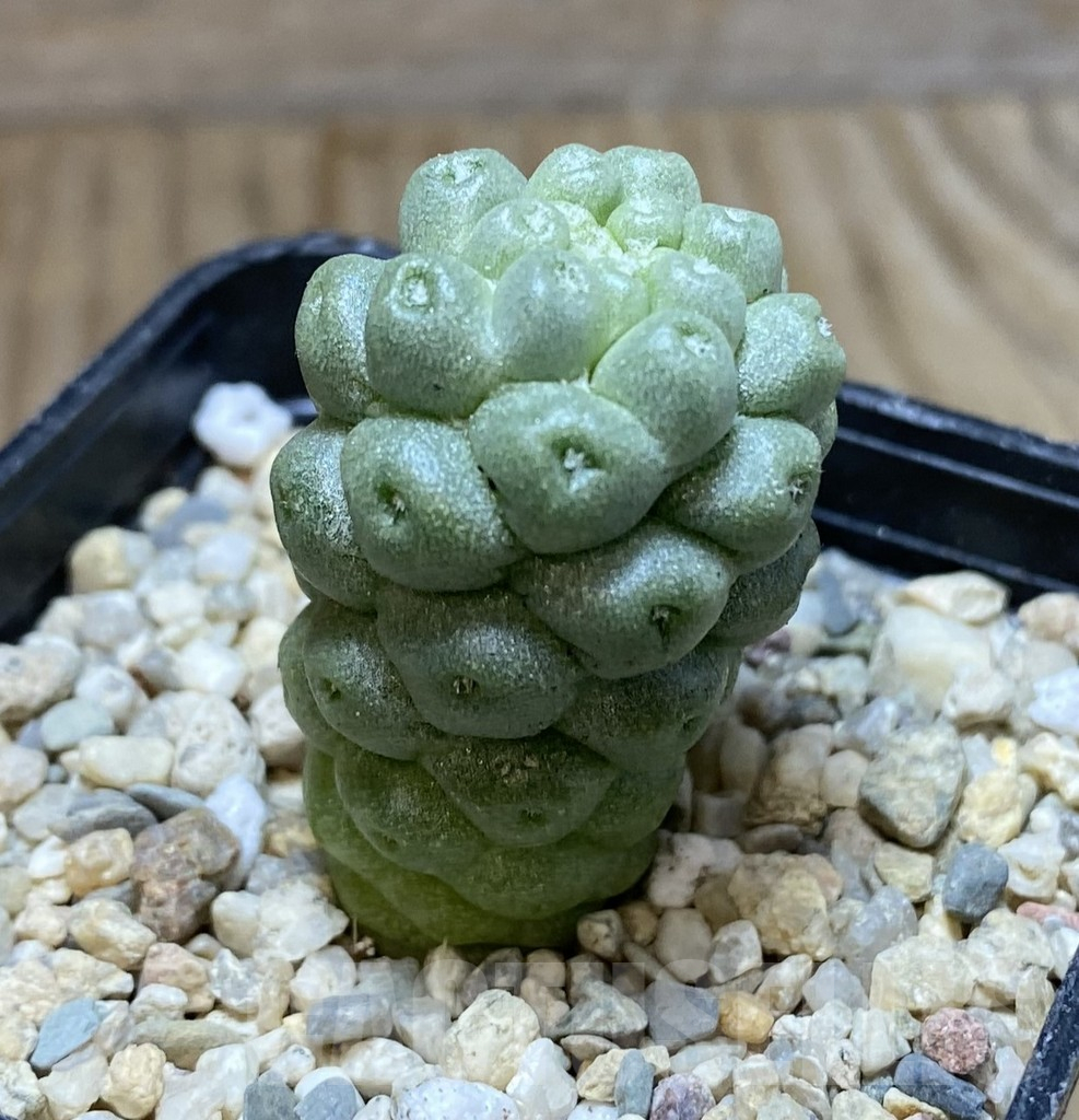 SHPR38297 Mammillaria schumannii ‘inermis’ - Image 2