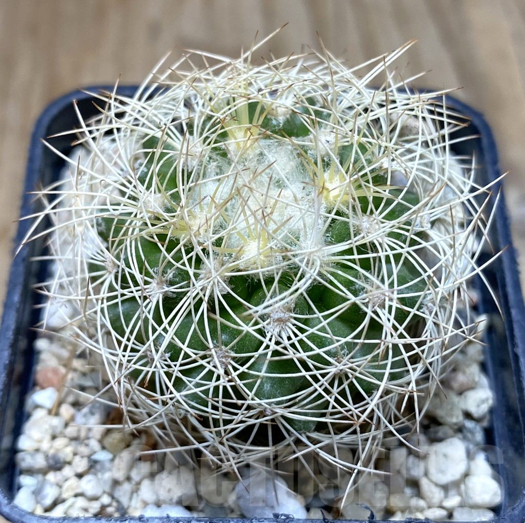 SHPR38298 Discocactus araneispinus