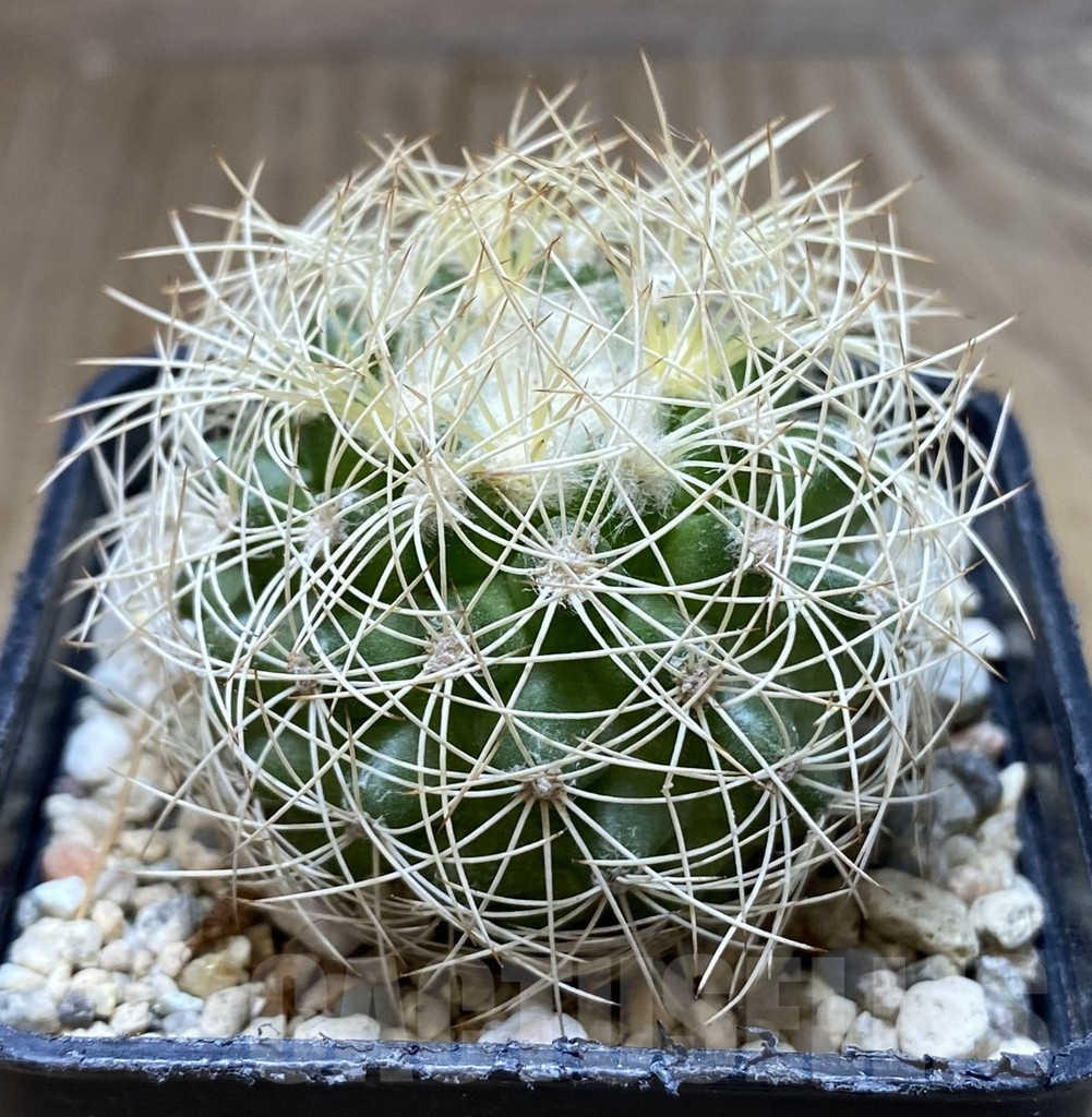 SHPR38298 Discocactus araneispinus – Image 2