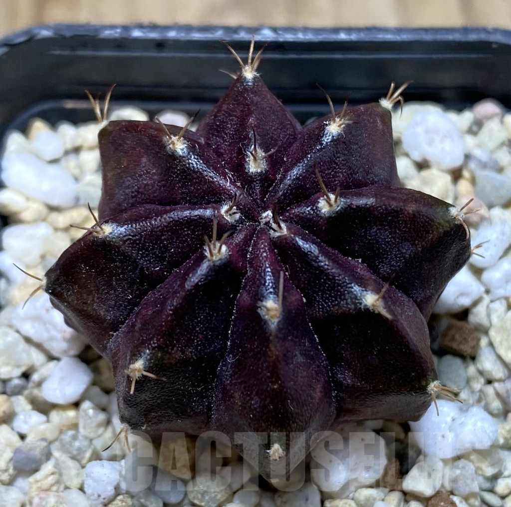 SHPR38300 Gymnocalycium mihanovichii ‘Black Widow’ seedling