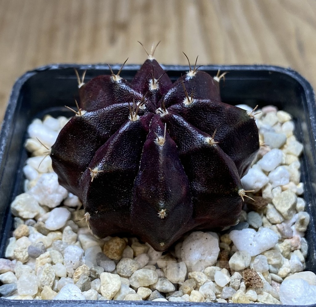 SHPR38300 Gymnocalycium mihanovichii ‘Black Widow’ seedling - Image 2