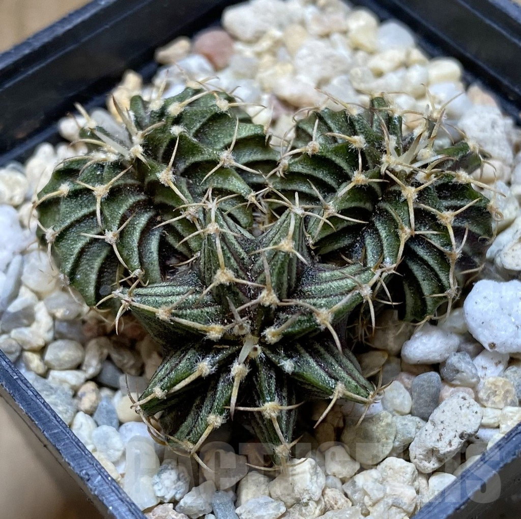 SHPR38301 Gymnocalycium friedrichii LB 2178