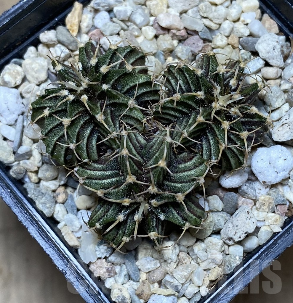SHPR38301 Gymnocalycium friedrichii LB 2178 - Image 2