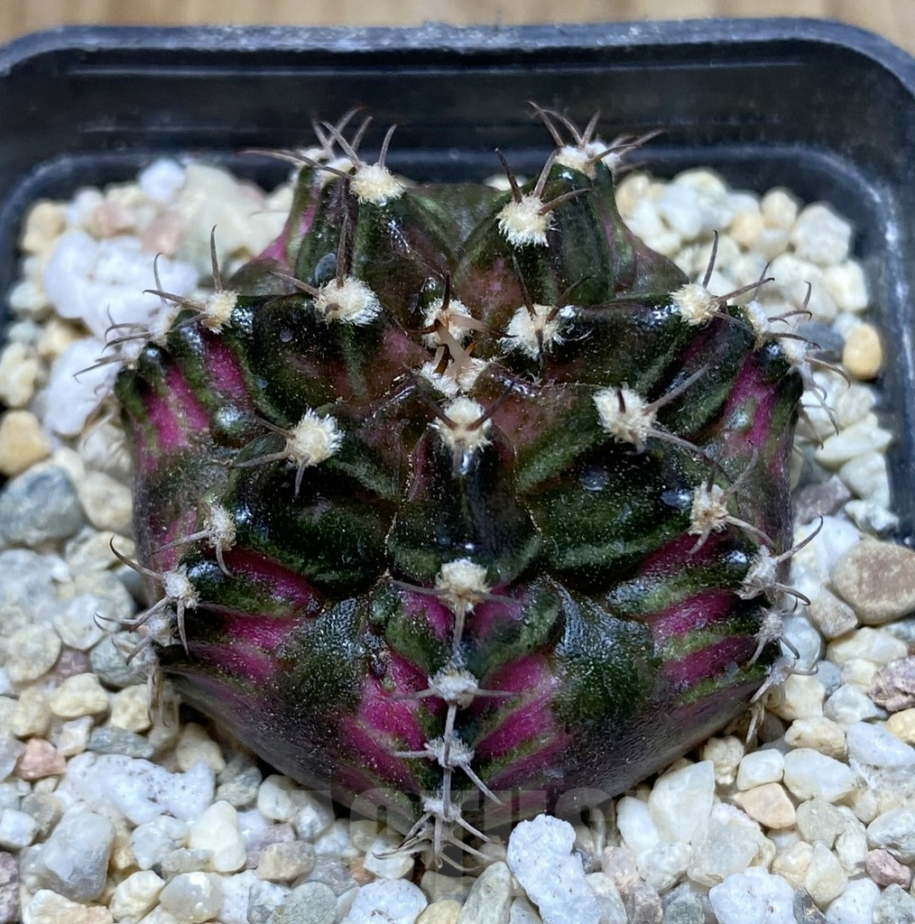 SHPR38305 Gymnocalycium mihanovichii T-rex hybrid seedling