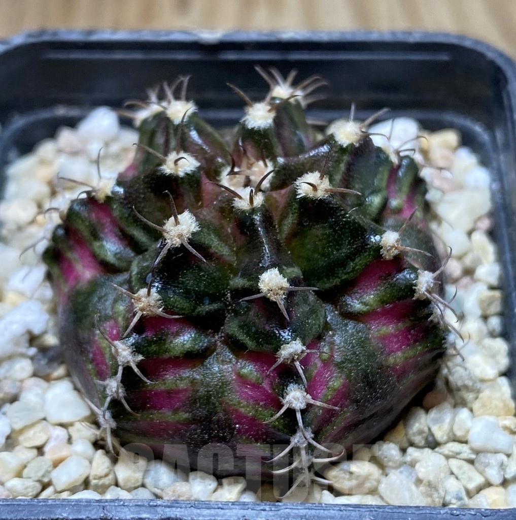 SHPR38305 Gymnocalycium mihanovichii T-rex hybrid seedling - Image 2