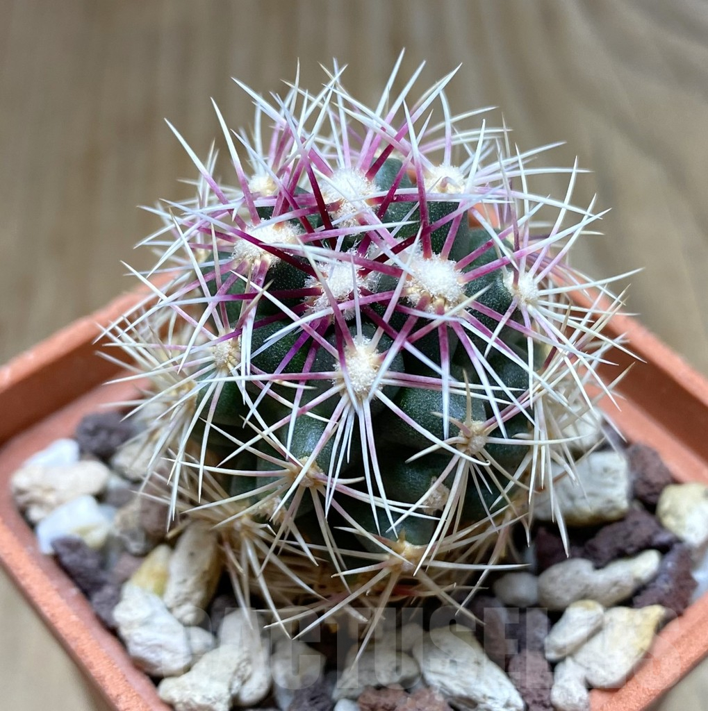 SHPR38264 Thelocactus bicolor