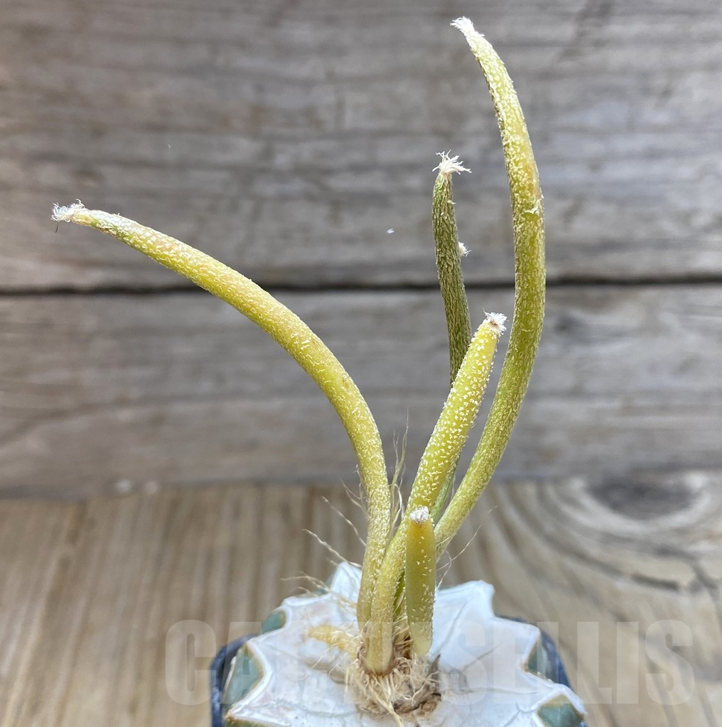 SHPR38308 Astrophytum caput-medusae f. variegata, grafted