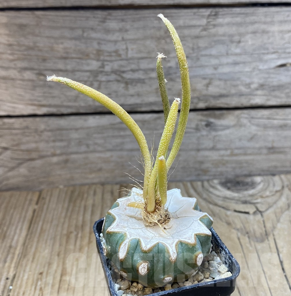 SHPR38308 Astrophytum caput-medusae f. variegata, grafted - Image 2