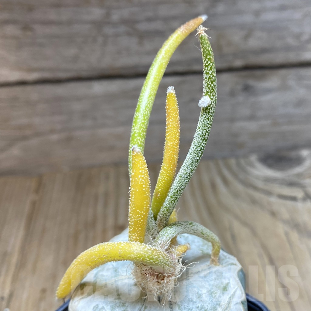 SHPR38309 Astrophytum caput-medusae f. variegata, grafted