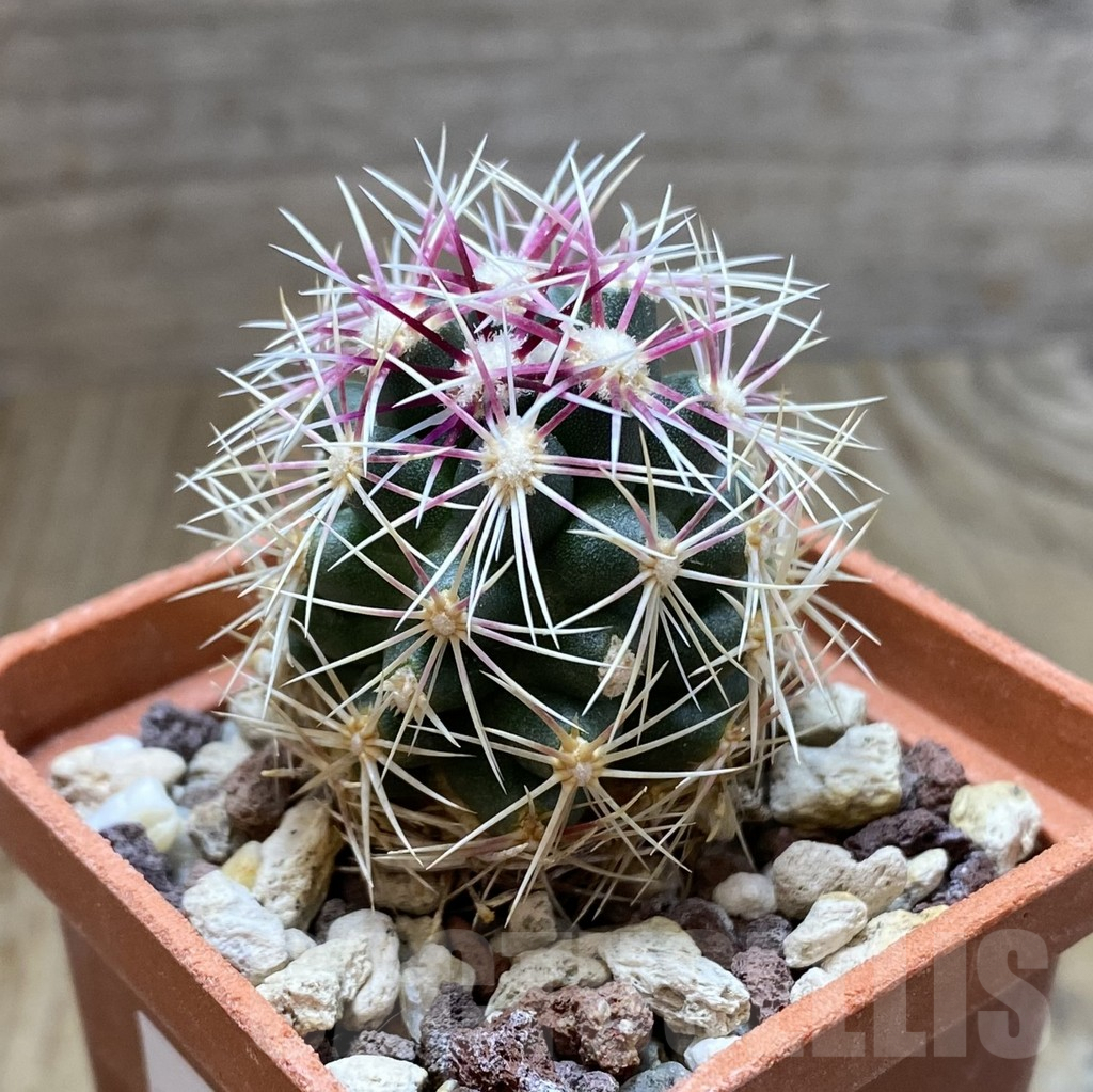 SHPR38264 Thelocactus bicolor – Image 2