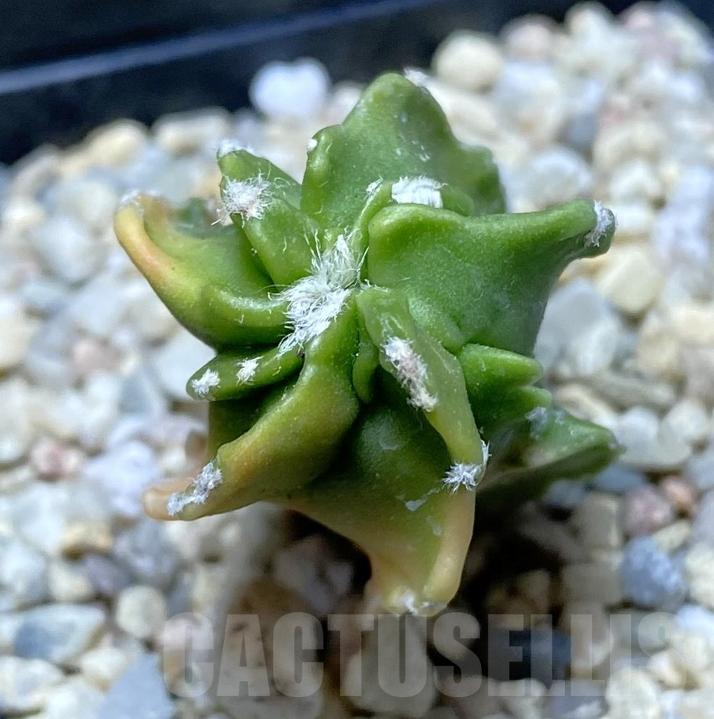 SHPR38311 Astrophytum myriostigma f. variegata