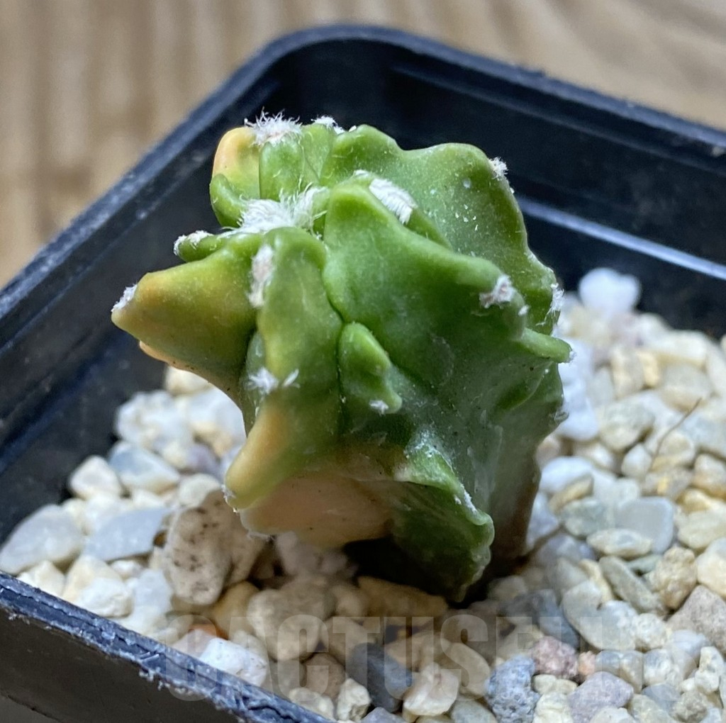 SHPR38311 Astrophytum myriostigma f. variegata - Image 2