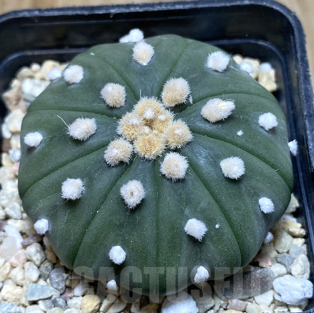 SHPR38312 Astrophytum asterias ‘Ooibo’ 9-ribs