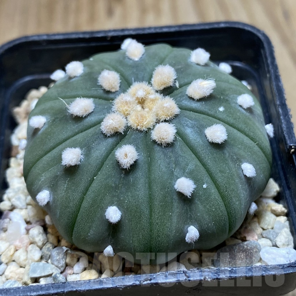 SHPR38312 Astrophytum asterias ‘Ooibo’ 9-ribs - Image 2