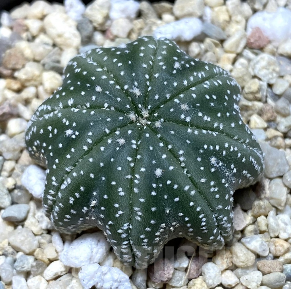 SHPR38314 Astrophytum asterias ‘Star Shape’