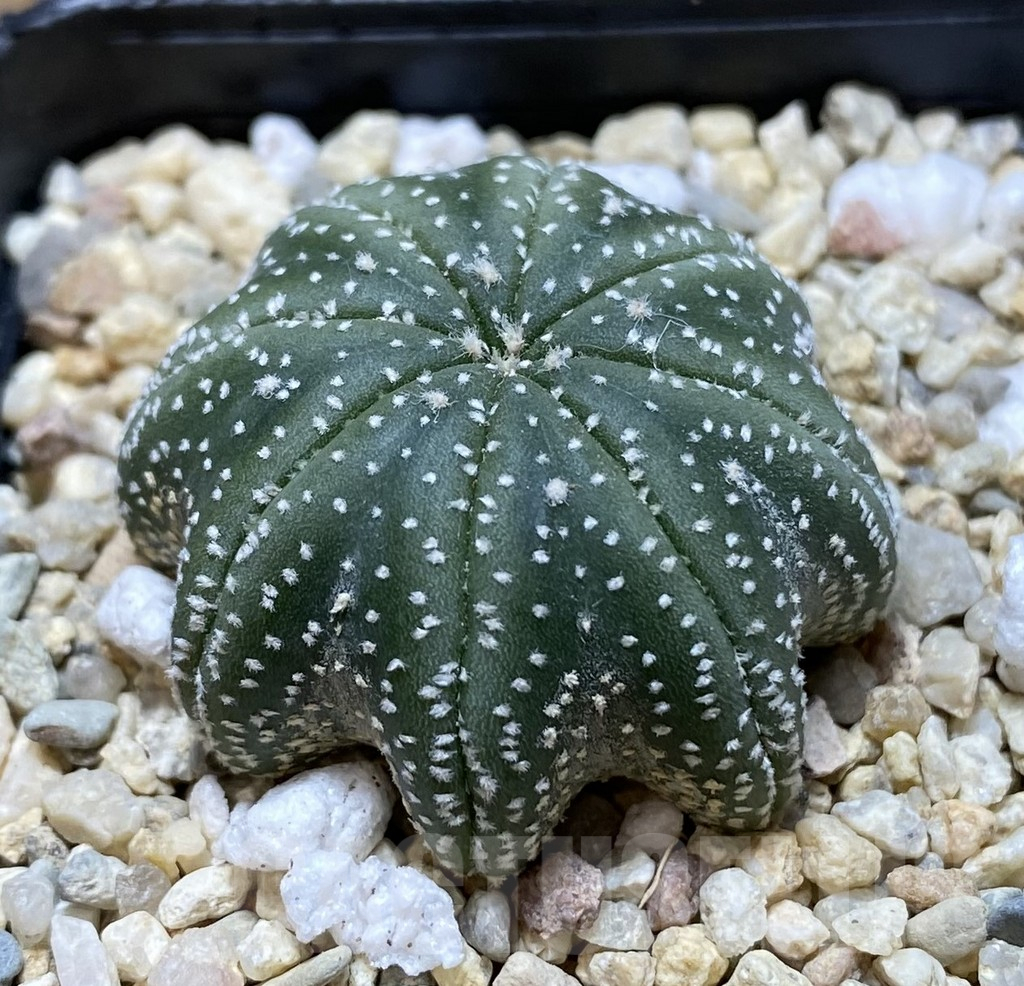 SHPR38314 Astrophytum asterias ‘Star Shape’ - immagine 2