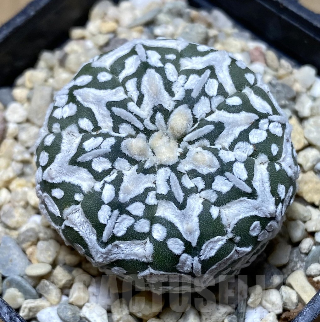 SHPR38315 Astrophytum asterias ‘Super Kabuto’ V-type