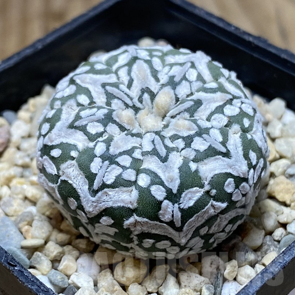 SHPR38315 Astrophytum asterias ‘Super Kabuto’ V-type - Image 2
