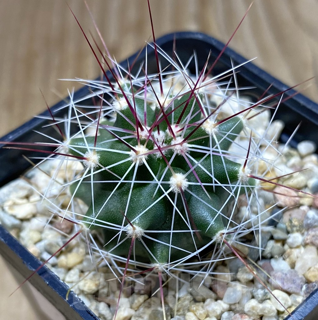 SHPR38265 Ferocactus haematacanthus -El Amparo-