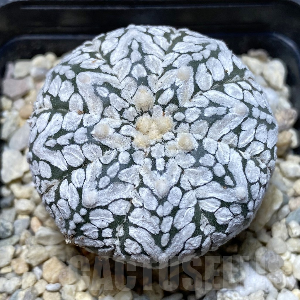 SHPR38316 Astrophytum asterias ‘Super Kabuto’ V-type