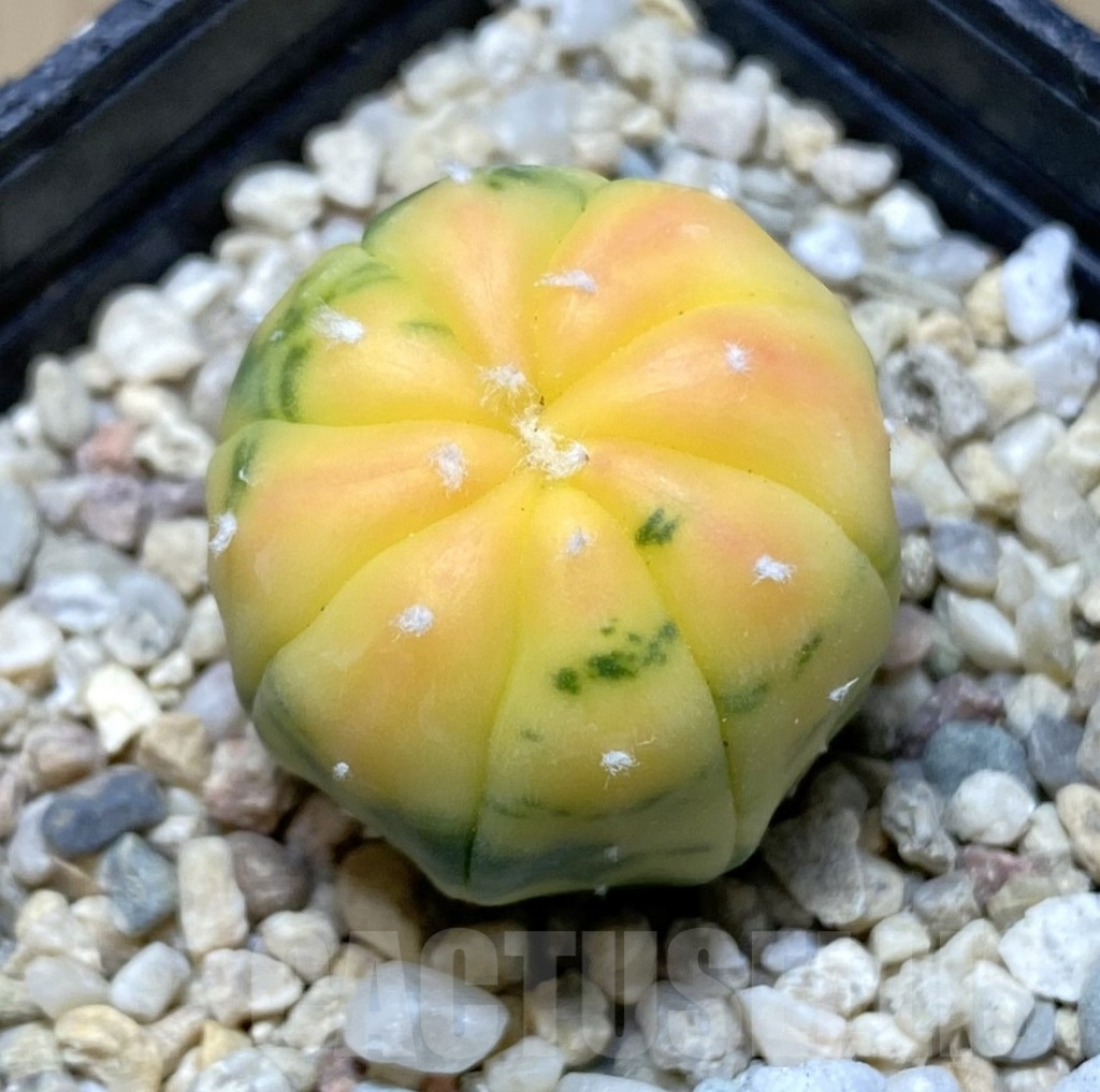 SHPR38318 Astrophytum asterias f. variegata