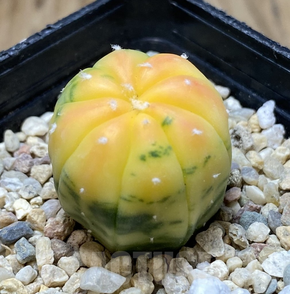 SHPR38318 Astrophytum asterias f. variegata - immagine 2